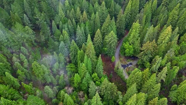Aerial view of dense redwood forest with winding road United States.