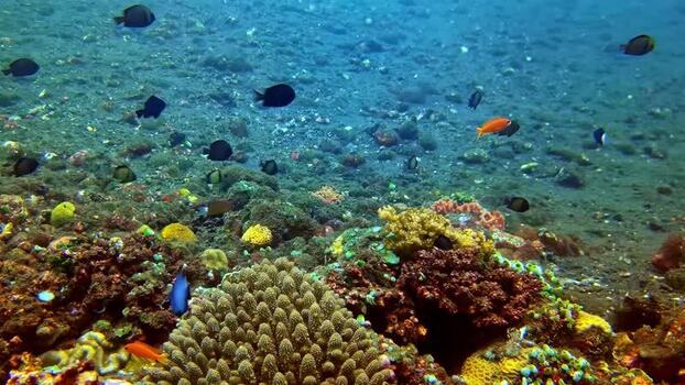 View of colorful coral reef and tropical fish in Bali Indonesia.