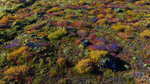 Aerial view of a rugged lava field covered in vibrant autumn moss and colorful shrubs in Iceland. Aerial view of a rugged lava field covered in vibrant autumn moss and colorful shrubs in Iceland.