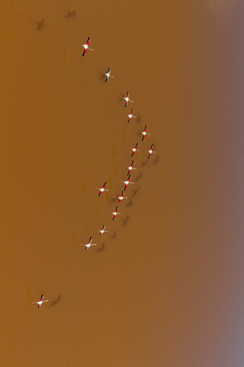 Aerial view of flamingos gliding over the tranquil waters of the salt flats a ballet of pink against the earthy hues of the landscape San Pedro del Pinatar Region of Murcia Spain. Aerial view of flamingos gliding over the tranquil waters of the salt flats a ballet of pink against the earthy hues of the landscape San Pedro del Pinatar Region of Murcia Spain.