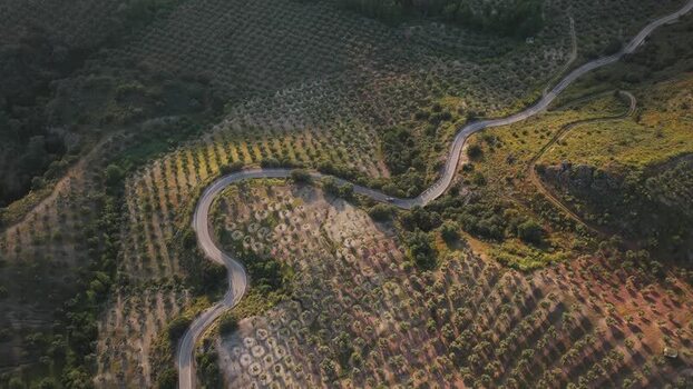 Aerial view of a winding road through olive groves Spain.