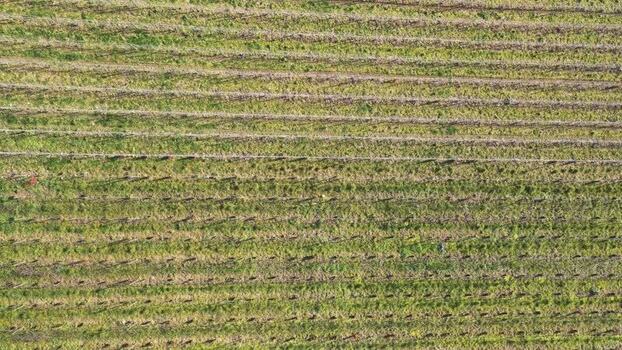 Aerial view of a vineyard in Courthi&eacute;zy France.