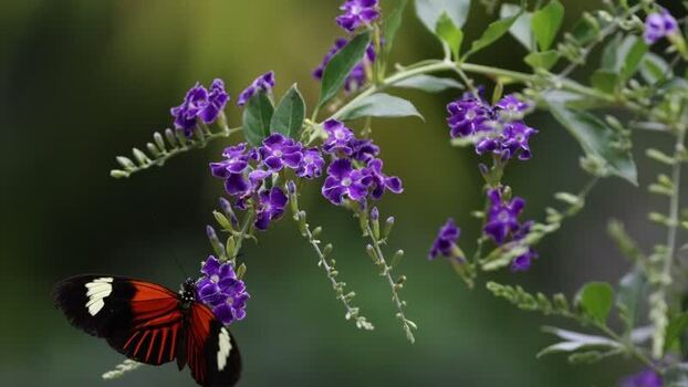 View of a butterfly on purple flowers in Hunawihr France.