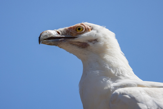 View of an Egyptian vulture with white feathers and a yellow face against a clear blue sky in Selestat Grand Est France.