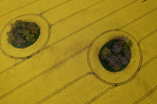 Aerial view of vibrant yellow oil seed rape fields featuring two circular islands of green trees and geometric tractor tracks Nairn Scotland United Kingdom. Aerial view of vibrant yellow oil seed rape fields featuring two circular islands of green trees and geometric tractor tracks Nairn Scotland United Kingdom.