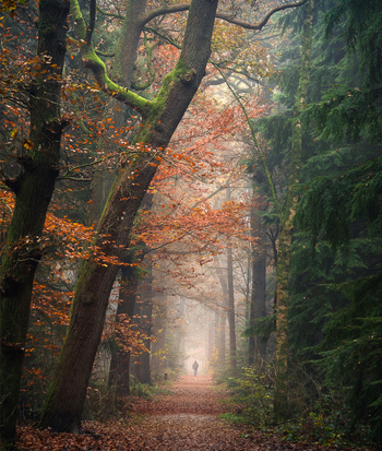 View of Asserbos forest in autumn with a person walking along a misty path surrounded by colorful trees and fallen leaves in Assen Drenthe Netherlands. View of Asserbos forest in autumn with a person walking along a misty path surrounded by colorful trees and fallen leaves in Assen Drenthe Netherlands.