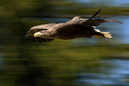 View of a white tailed eagle soaring through the air with its wings spread wide against a blurred green forest background in Selestat Grand Est France.