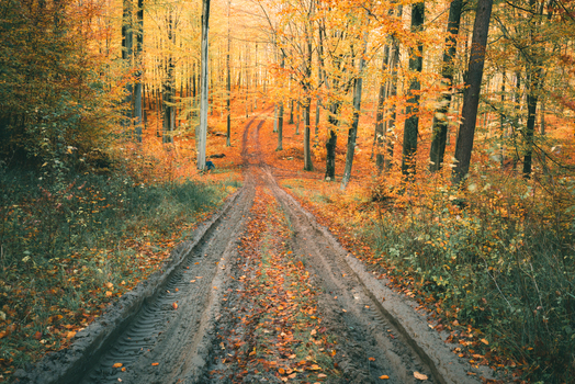 View of a muddy forest road winding through vibrant autumn trees with golden foliage near Wiezyca Kartuzy County Pomeranian Voivodeship Poland. View of a muddy forest road winding through vibrant autumn trees with golden foliage near Wiezyca Kartuzy County Pomeranian Voivodeship Poland.