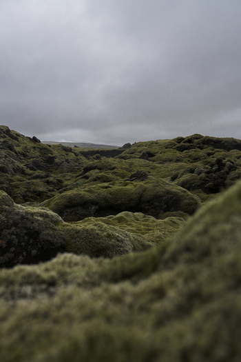 View of a vast undulating landscape carpeted in vibrant green moss under a brooding sky creating a stark contrast Skaftárhreppur Iceland. View of a vast undulating landscape carpeted in vibrant green moss under a brooding sky creating a stark contrast Skaftárhreppur Iceland.