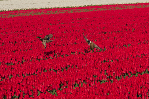 View of two mallard ducks flying over a vast field of blooming red tulips under bright daylight in Ursem North Holland Netherlands. View of two mallard ducks flying over a vast field of blooming red tulips under bright daylight in Ursem North Holland Netherlands.