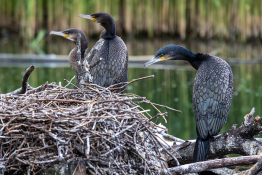 View of great cormorants perched on a large stick nest in a wetland environment with reeds in the background in Selestat Grand Est France.