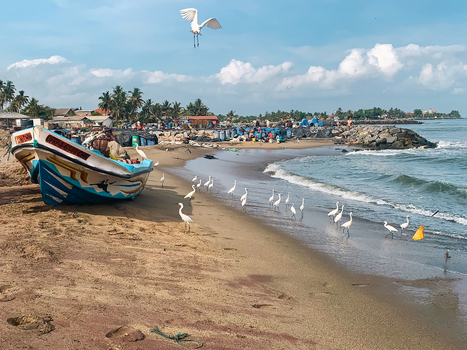 Sri Lanka 19 April 2024 View of a colorful fishing boat resting on the sandy beach with a flock of white egrets foraging near the shoreline under a clear blue sky.