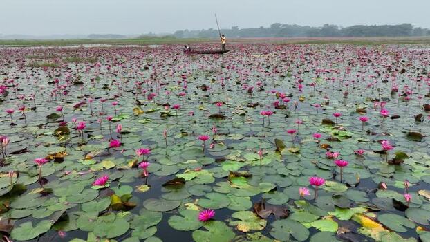 View of a person in a boat on a pink water lily pond Bangladesh. View of a person in a boat on a pink water lily pond Bangladesh.