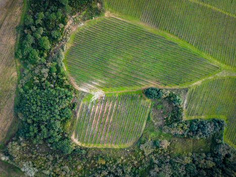 Aerial view of neatly arranged vineyard rows surrounded by dense green trees and rural paths Ribamar Portugal. Aerial view of neatly arranged vineyard rows surrounded by dense green trees and rural paths Ribamar Portugal.