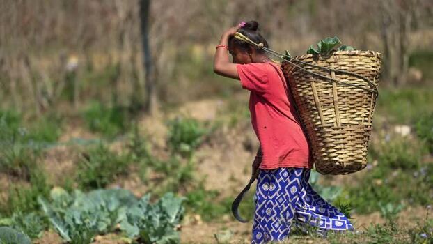 View of a woman carrying a heavy basket in a field Nepal. View of a woman carrying a heavy basket in a field Nepal.