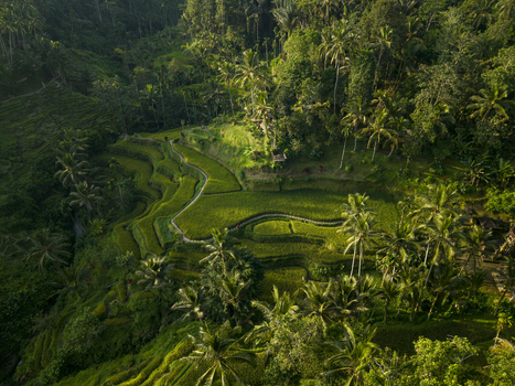 Aerial view of Tegallalang Rice Terrace featuring lush green terraced paddies dense tropical palm trees and winding pathways under soft morning light in Kecamatan Tegallalang Bali Indonesia. Aerial view of Tegallalang Rice Terrace featuring lush green terraced paddies dense tropical palm trees and winding pathways under soft morning light in Kecamatan Tegallalang Bali Indonesia.