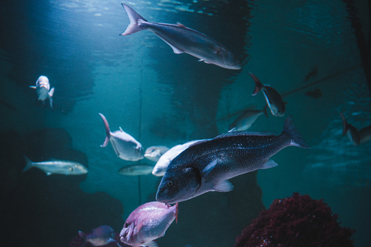 View of silvery fish glide through the blue green waters a coral reef adding a splash of red to the aquatic scene Pula Istria County Croatia.