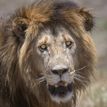 View of a male lion with a thick mane and intense golden eyes in the wild in Kenya Africa.