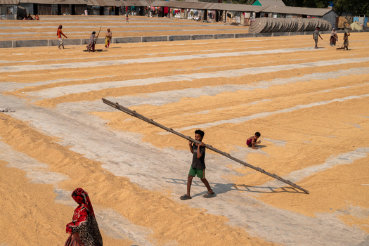 Brahmanbaria Bangladesh 25 January 2026 Aerial view of workers spreading and drying rice grains on a large concrete yard with a boy carrying a wooden ladder.
