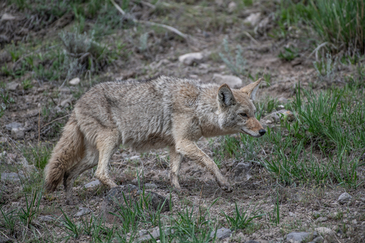 View of a coyote walking through the grassy terrain in Yellowstone National Park Wyoming United States. View of a coyote walking through the grassy terrain in Yellowstone National Park Wyoming United States.