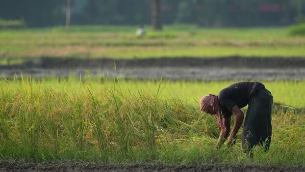 View of a farmer harvesting rice in a field in Bogura Bangladesh.