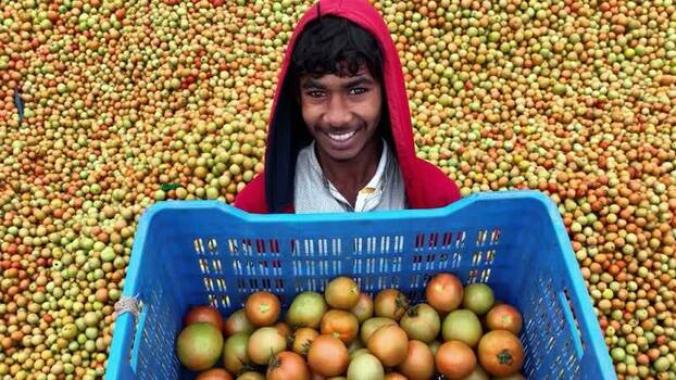 View of a smiling worker with harvested tomatoes Bangladesh. View of a smiling worker with harvested tomatoes Bangladesh.