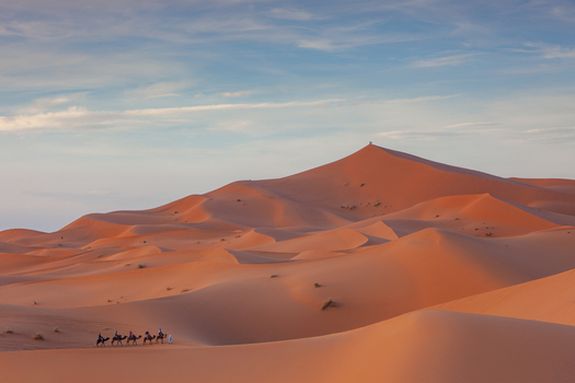 View of a caravan of camels traversing the vast orange sand dunes of the Sahara Desert under a clear blue sky in Morocco.