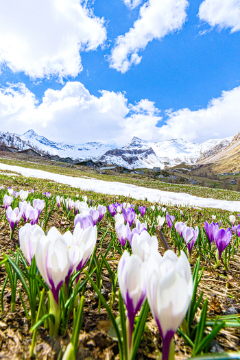View of purple and white crocuses blooming in a mountain meadow with snow capped peaks under a blue sky in Madesimo Lombardy Italy. View of purple and white crocuses blooming in a mountain meadow with snow capped peaks under a blue sky in Madesimo Lombardy Italy.