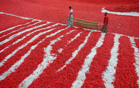Bogura Bangladesh 12 February 2017 View of workers carrying a stretcher over a vast field of red chili peppers drying in the sun. Bogura Bangladesh 12 February 2017 View of workers carrying a stretcher over a vast field of red chili peppers drying in the sun.