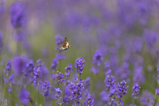 View of a hummingbird hawk moth hovering over vibrant purple lavender flowers in a field Wittenheim Grand Est France.