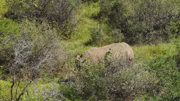 Aerial view of a rhino in the bush South Africa.