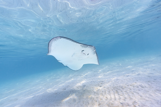 View of a stingray swimming gracefully in the clear shallow turquoise water over a bright sandy seabed in Moorea Maiao Windward Islands French Polynesia.