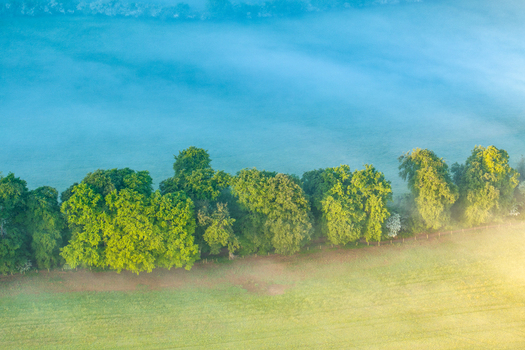 Aerial view of a row of lush green trees bordering a field shrouded in thick morning mist and golden sunlight in Nuffield Oxfordshire United Kingdom. Aerial view of a row of lush green trees bordering a field shrouded in thick morning mist and golden sunlight in Nuffield Oxfordshire United Kingdom.