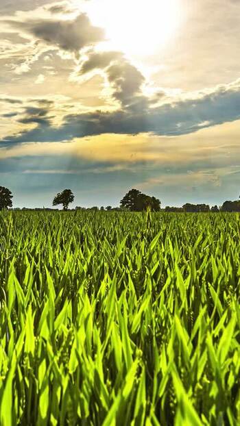 View of green fields under a dramatic sunset sky in Latvia. View of green fields under a dramatic sunset sky in Latvia.