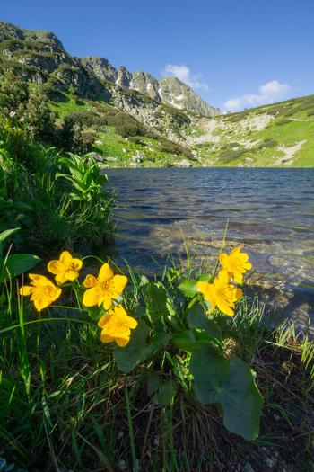 View of Rohacske plesa mountain lake with yellow wildflowers in the foreground and rugged peaks under a blue sky in Zuberec Zilina Region Slovakia. View of Rohacske plesa mountain lake with yellow wildflowers in the foreground and rugged peaks under a blue sky in Zuberec Zilina Region Slovakia.