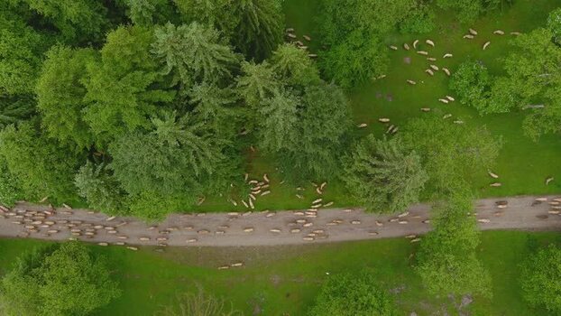 Aerial view of a flock of sheep in a forest Romania. Aerial view of a flock of sheep in a forest Romania.