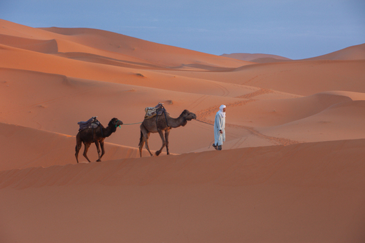 View of a man in traditional clothing leading two camels across the vast orange sand dunes of the Sahara Desert in Morocco.