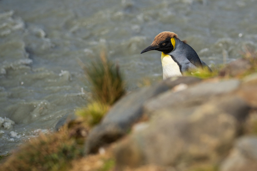 View of a juvenile king penguin with brown molting feathers standing near the rocky shoreline of Saint Andrew s Bay South Georgia and the South Sandwich Islands.