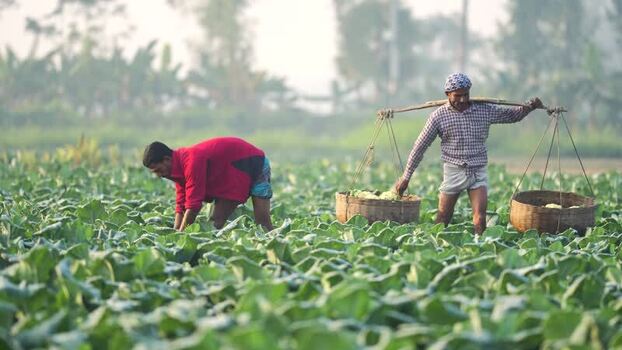 View of farmers harvesting vegetables in Bogura Bangladesh. View of farmers harvesting vegetables in Bogura Bangladesh.