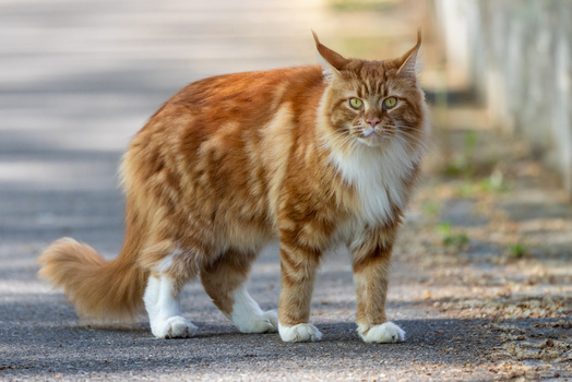 View of a large ginger Maine Coon cat with long fur and tufted ears standing on a paved path Mulhouse Grand Est France.