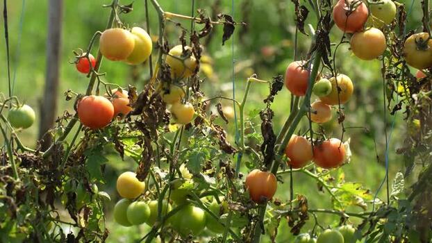 View of ripening tomatoes on vines in a field Nepal.