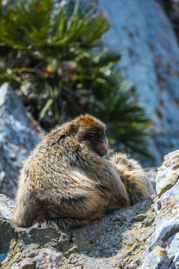 View of a Barbary macaque huddles against the cool rock its fur a blend of earthy browns and tans seeking shelter against the sun Gibraltar Gibraltar. View of a Barbary macaque huddles against the cool rock its fur a blend of earthy browns and tans seeking shelter against the sun Gibraltar Gibraltar.