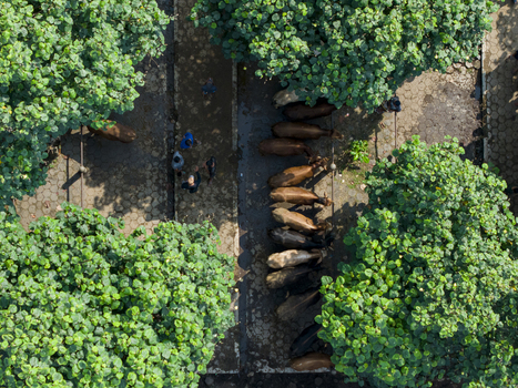 Aerial view of Animal Market Prambanan with rows of cattle and people standing under lush green trees on a paved ground in Kecamatan Prambanan Jawa Tengah Indonesia. Aerial view of Animal Market Prambanan with rows of cattle and people standing under lush green trees on a paved ground in Kecamatan Prambanan Jawa Tengah Indonesia.