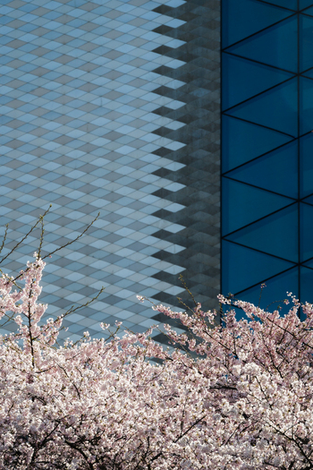View of blooming pink cherry blossoms in front of a modern building with geometric glass facades in Vilnius Vilnius County Lithuania. View of blooming pink cherry blossoms in front of a modern building with geometric glass facades in Vilnius Vilnius County Lithuania.