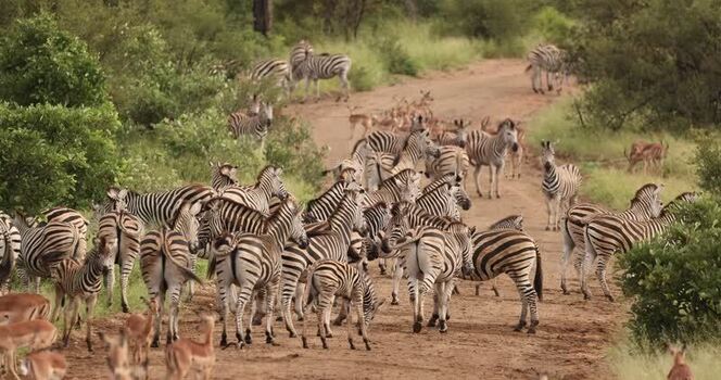 View of a herd of zebras on a dirt road South Africa.