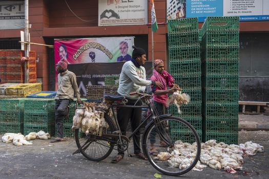 Kolkata India 06 December 2024 View of workers amidst stacks of green crates and scattered poultry creating a vibrant yet gritty street scene. Kolkata India 06 December 2024 View of workers amidst stacks of green crates and scattered poultry creating a vibrant yet gritty street scene.