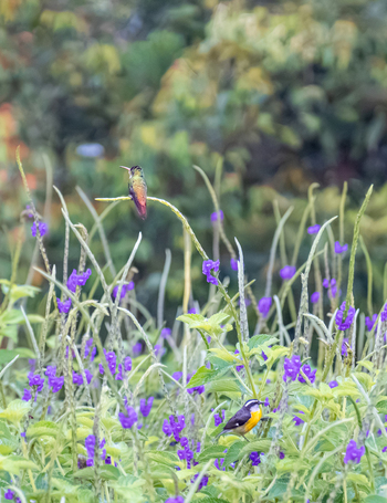 View of a hummingbird perched on a thin stem and a small bird resting among vibrant purple flowers in a lush garden in Antioquia Colombia.