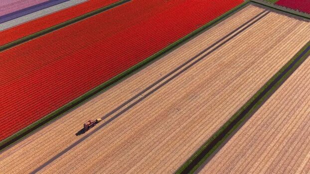 Aerial view of a tractor working in colorful tulip fields Netherlands.