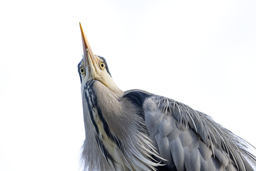 View of a grey heron looking upwards with its long beak pointed towards the sky against a bright white background in Mulhouse Grand Est France.