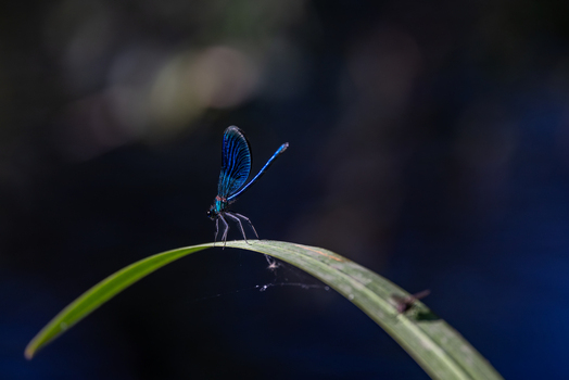 View of a blue damselfly with iridescent wings perched on a curved green leaf against a dark blurred background in Wittenheim Grand Est France. View of a blue damselfly with iridescent wings perched on a curved green leaf against a dark blurred background in Wittenheim Grand Est France.